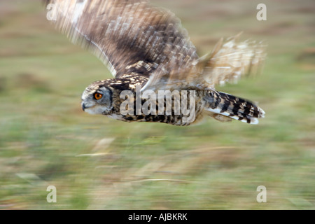 Kap-Uhu (Bubo Capensis) fliegen über Buschfeld Stockfoto