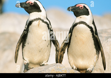 Zwei Jackass Pinguine (Spheniscus Demersus) stehen nebeneinander auf einem Felsblock Stockfoto