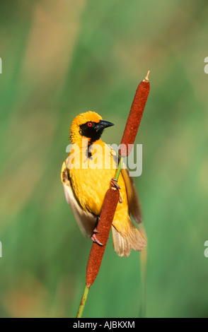 Dorf (Spotted-backed) Weber (Ploceus Cucullatus) Perched auf ein Rohr Stockfoto