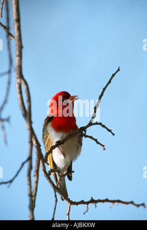 Rothaarige Weber (Anaplectes Rubriceps) Perched auf einem Ast Stockfoto