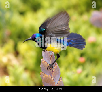 Variable Südgrenze Sunbird (Cinnyris Venustus) Stockfoto