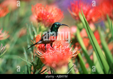 Porträt von einem größeren Doppel-Kragen Sunbird (Nectarinia Afra) stehend auf einer Blume Stockfoto