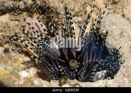Seeigel (Stachelhäuter) am Korallenriff Stockfoto