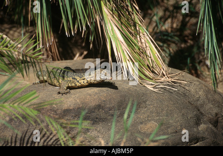 Porträt von einem (Wasser) Nilwaran (Varanus Niloticus) auf einem Felsen Stockfoto