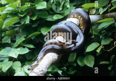 Abgottschlangen (Boa Constrictor Imperator) auf einem Ast im Dschungel Stockfoto