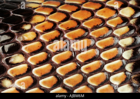 Extreme Nahaufnahme der Haut von einem Cape Coral Snake (Aspidelaps Lubricus Lubricus) Stockfoto