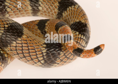 Nahaufnahme der Coiled Körper und Schwanz von einem Cape Coral Snake (Aspidelaps Lubricus Lubricus) Stockfoto