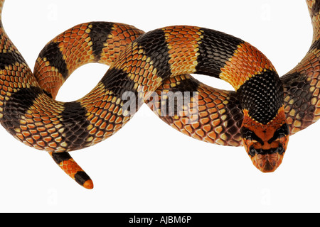 Porträt der Kopf und Schwanz von einem Cape Coral Snake (Aspidelaps Lubricus Lubricus) Stockfoto