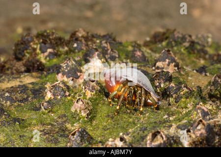 Einsiedlerkrebs (Pagurus Bernhardus) in der Schale auf den Felsen Stockfoto