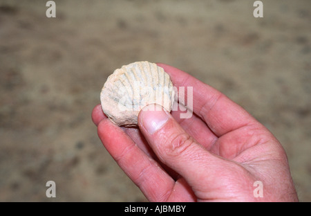 Nahaufnahme der versteinerten Muschel in die Hand des Menschen Stockfoto