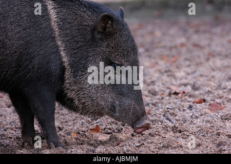 Collared Peccary (Pecari tajacu) auf der Nahrungssuche Stockfoto