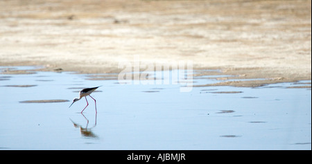 Stelzenläufer (Himantopus Himantopus) waten im Wasser Stockfoto