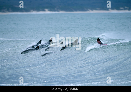 Tümmler (Tursiops Truncatus) und Surfer reiten Welle Stockfoto