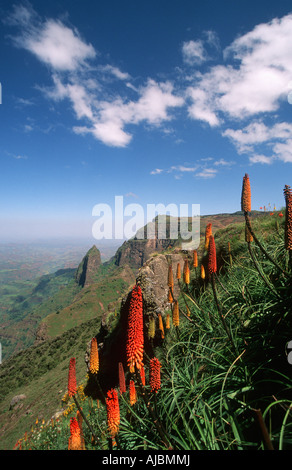 Glühenden Baccara Blumen gegen grüne Berglandschaft Stockfoto