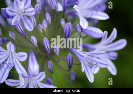 Nahaufnahme der Blüten einer Agapanthus Blume (Agapanthus Praecox) Stockfoto