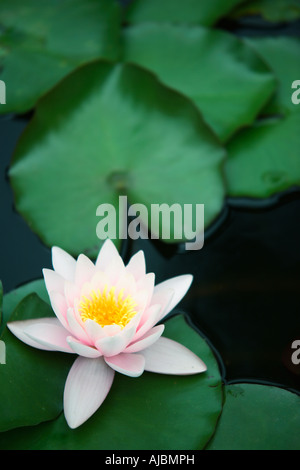 Porträt einer Seerose (Nymphaea Capensis Rosea) in einem Teich Stockfoto