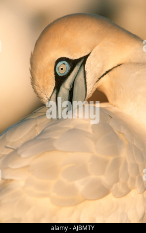 Nahaufnahme von einem Cape Gannet (Morus Capensis) Preening Stockfoto