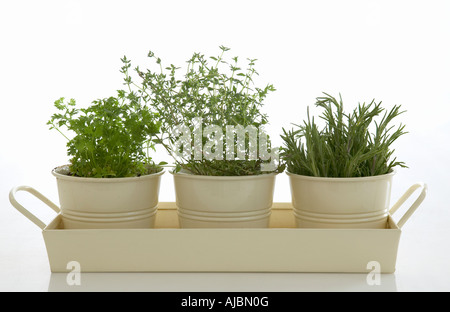 Kraut-Box enthält Rosmarin (Rosmarinus Officinalis); Thymian (Thymus Vulgaris) und Petersilie (Petroselinum Crispum) Stockfoto