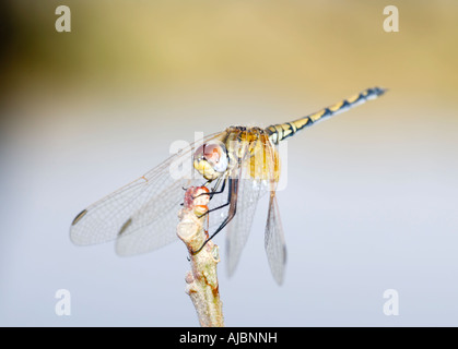 Rot geäderten Dropwing Dragonfly (Trithemis Arteriosa) Perched auf Zweig Stockfoto