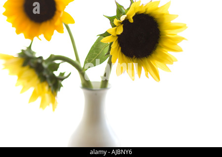 Sonnenblumen im Fenster Stockfoto