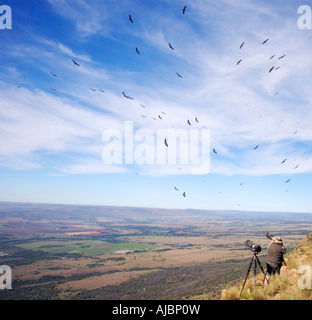 Mann fotografiert Kap Geier (abgeschottet Coprotheres) auf einem Hügel. Stockfoto