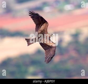 Schwarzmilan (Milvus Migrans Parasitus) fliegen durch die Luft Stockfoto