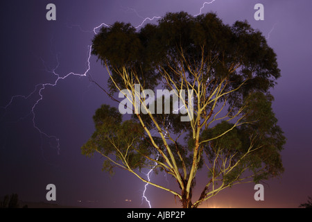 Porträt von Blitzschlag um einen beleuchteten Baum Stockfoto