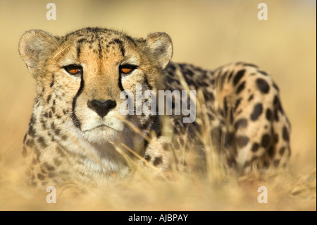 Gepard (Acinonyx Jubatus) im Jagd-Modus Peering durch lange Savanah Grass Stockfoto