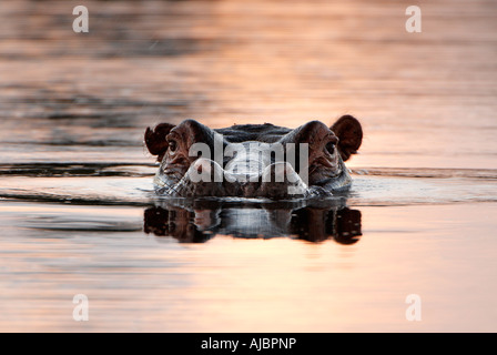 Große Flusspferd (Hippopotamus Amphibius) aus Wasser Stockfoto