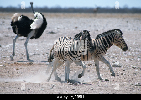 Burchell Zebra (Equus Burchellii) und Strauß (Stuthio Camelus) auf trockenen Ebenen Stockfoto