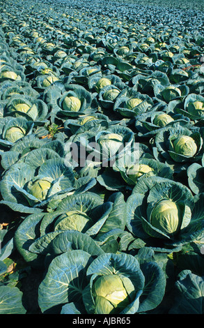 weißer Kohl (Brassica Oleracea var. Capitata F. Alba), Fiel der Gemüse, Deutschland, Nordrhein-Westfalen Stockfoto