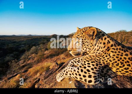 Leopard (Panthera Pardus) liegen auf Felsen Stockfoto