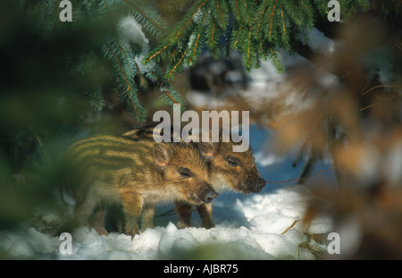 Wildschwein, Schwein (Sus Scrofa), Ferkel im Schnee, Deutschland, Schleswig-Holstein Stockfoto