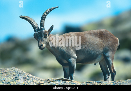 Spanischer Steinbock (Capra Pyrenaica), auf einem Felsen Stockfoto