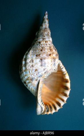 Trompete, Triton, Pacific Triton, riesige Triton, Tritons Trompete (Charonia Tritonis), Schneckenhaus Stockfoto