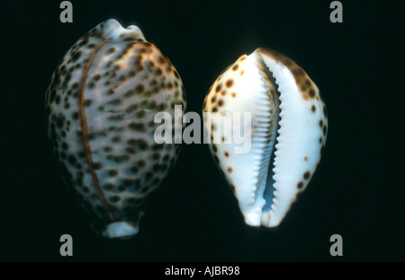 Tiger Kauri (Cypraea Tigris), zwei Schneckenhäuser Stockfoto