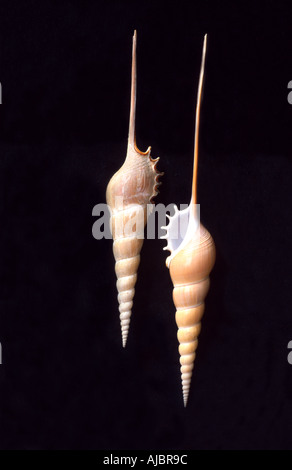 Spindel, Schienbein, Tibia Schienbein (Tibia Fusus), zwei Schneckenhäuser Stockfoto