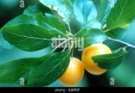 Kirschpflaume (Prunus Cerasifera), Früchte am Zweig Stockfoto