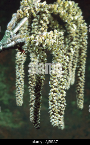 türkische Hasel (Corylus Colurna), männliche Blütenstände, Kätzchen Stockfoto