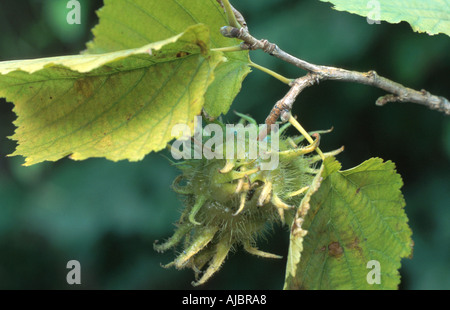 türkische Hasel (Corylus Colurna), junge weibliche infrutescences Stockfoto