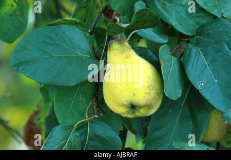 gemeinsamen Quitte (Cydonia Oblonga), Zweig mit Früchten Stockfoto
