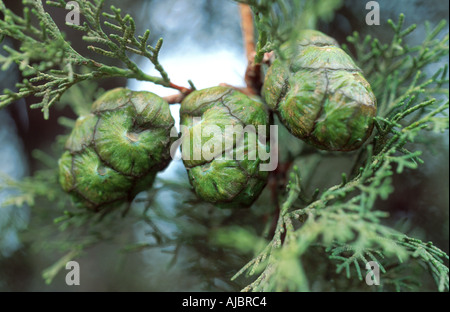 Italienische Zypresse (Cupressus Sempervirens), Kegeln Stockfoto