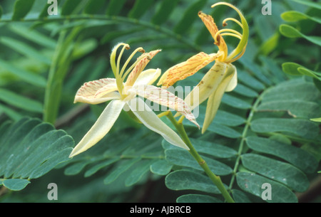 Tamarinde (Tamarindus Indica), Blumen Stockfoto