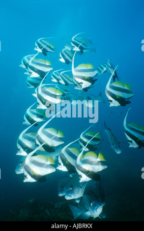 Schule der Kaiserfisch (Pterophyllum Scalare) schwimmen Stockfoto