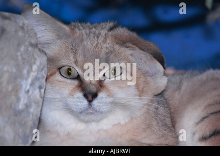 Ein Porträt einer einzelnen arabischen Sandkatze (Felis margarita), die direkt auf die Kamera blickt Stockfoto