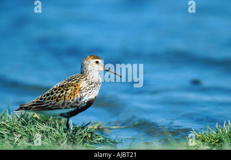 Alpenstrandläufer (Calidris Alpina), Erwachsene in der Zucht Gefieder, Deutschland, Schleswig-Holstein Stockfoto