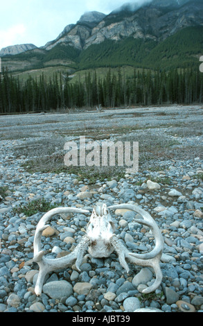 Maultier-Rotwild, schwarz - angebundene Rotwild (Odocoileus Hemionus), Schädel auf Kieselsteinen, Kanada, Alberta Stockfoto