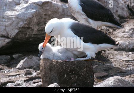 Black-browed Albatros (Diomedea Melanophris) mit Küken im Nest, Falkland Island, Falkland Island Stockfoto