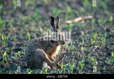 Feldhase (Lepus Europaeus), Pflege, Neusiedler See Stockfoto