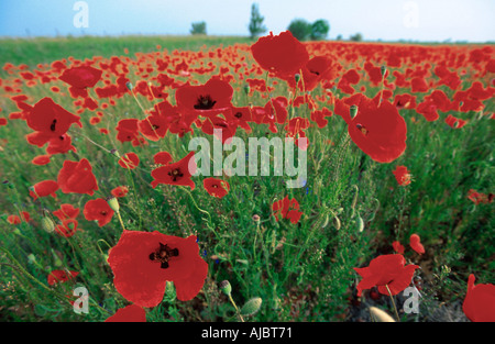 gemeinsamen Mohn, Klatschmohn, roter Mohn (Papaver Rhoeas), Mohnfeld, Weitwinkel, Ungarn Stockfoto